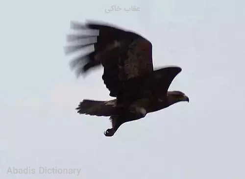 عقاب خاکی